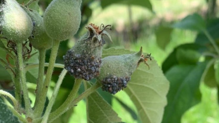 Vergers mang&eacute;s par les pucerons, &laquo; l&rsquo;arboriculture va mourir dans l&rsquo;indiff&eacute;rence g&eacute;n&eacute;rale &raquo;