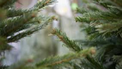 Votre sapin collect&eacute; &agrave; Gap